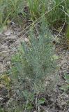 Asparagus inderiensis