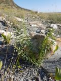 Oxytropis varlakovii. Вегетирующее растение. Забайкальский край, Агинский Бурятский округ, оз. Ножий, каменистый берег. 29.08.2017.
