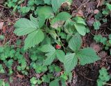 Rubus saxatilis