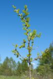 Larix sibirica. Верхушка особи подроста. Ленинградская обл., Кировский р-н, окр. дер. Петровщина, луг на известняке. 04.06.2017.