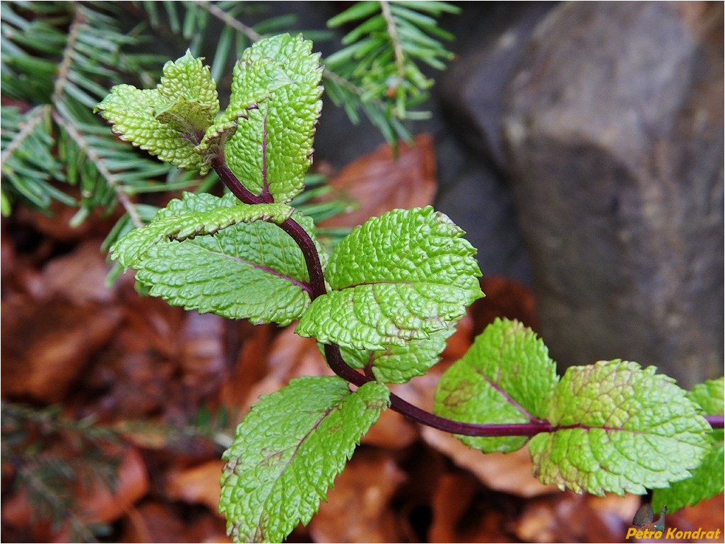 Image of Mentha &times; piperita specimen.