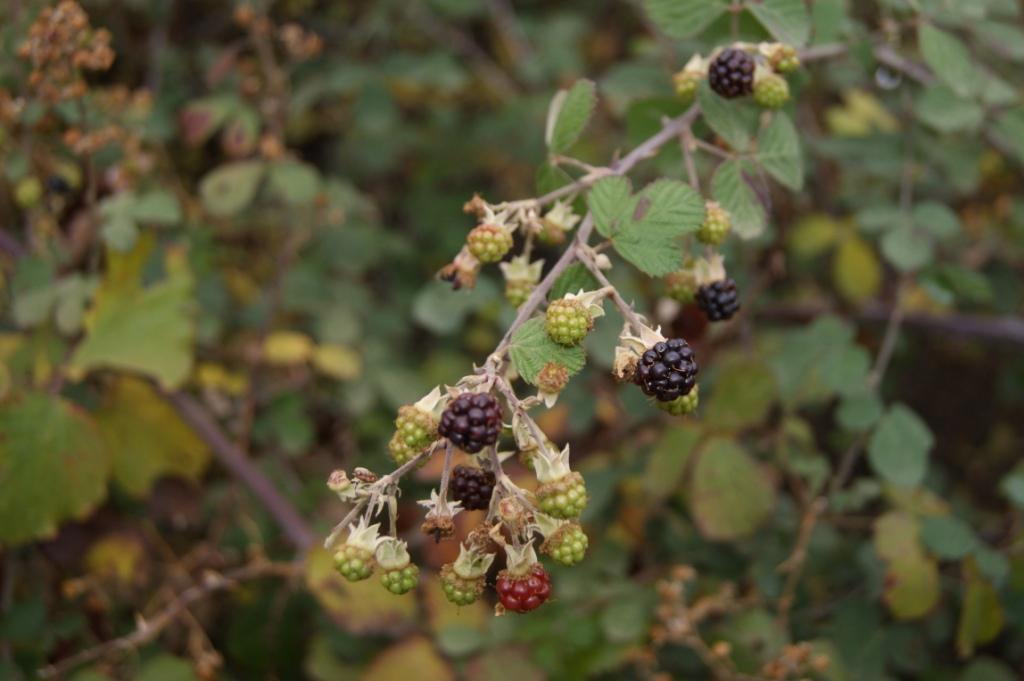 Image of Rubus ibericus specimen.