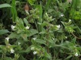 Nonea echioides