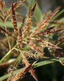 Cyperus rotundus