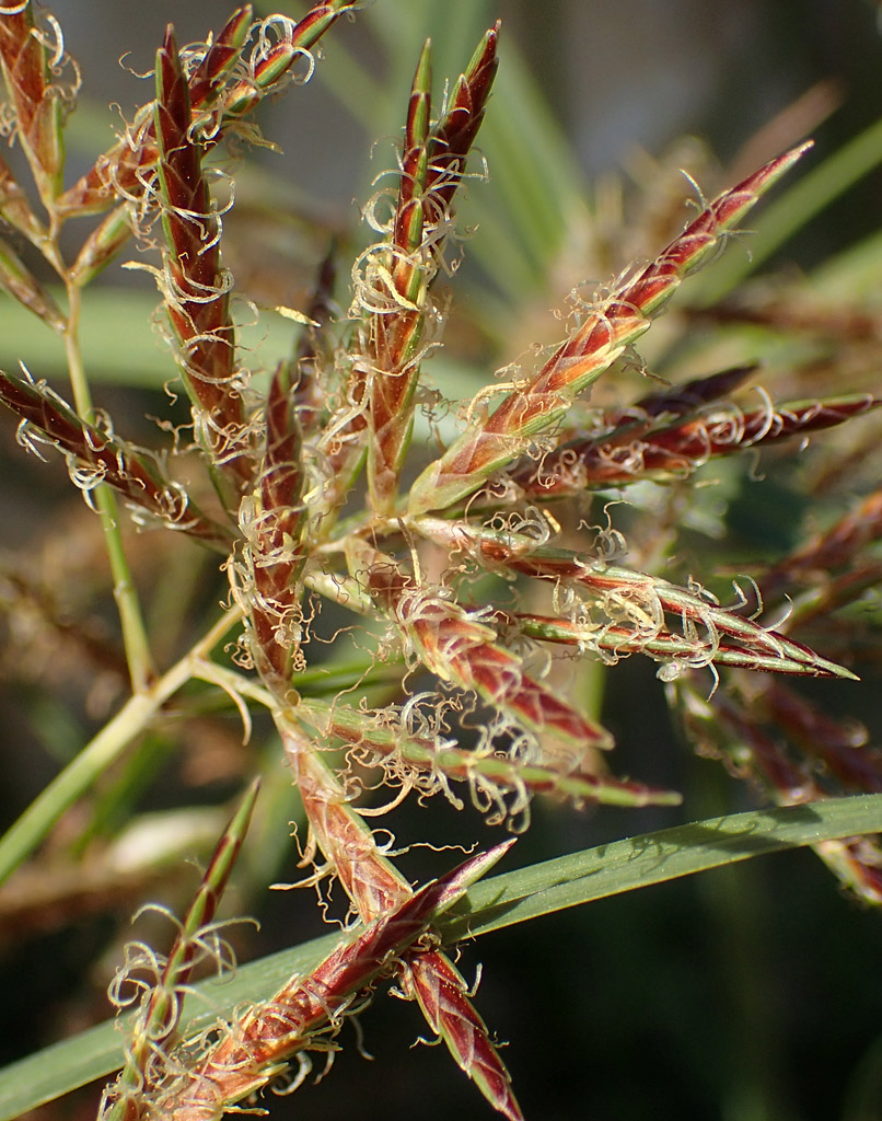 Изображение особи Cyperus rotundus.