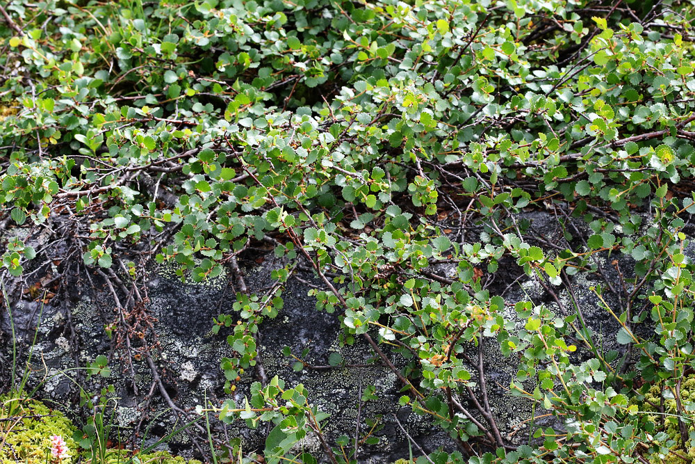 Image of Betula nana specimen.