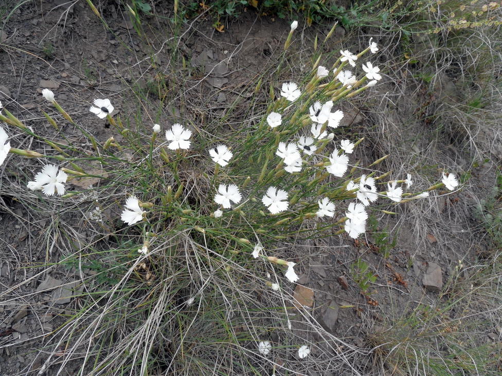 Изображение особи род Dianthus.