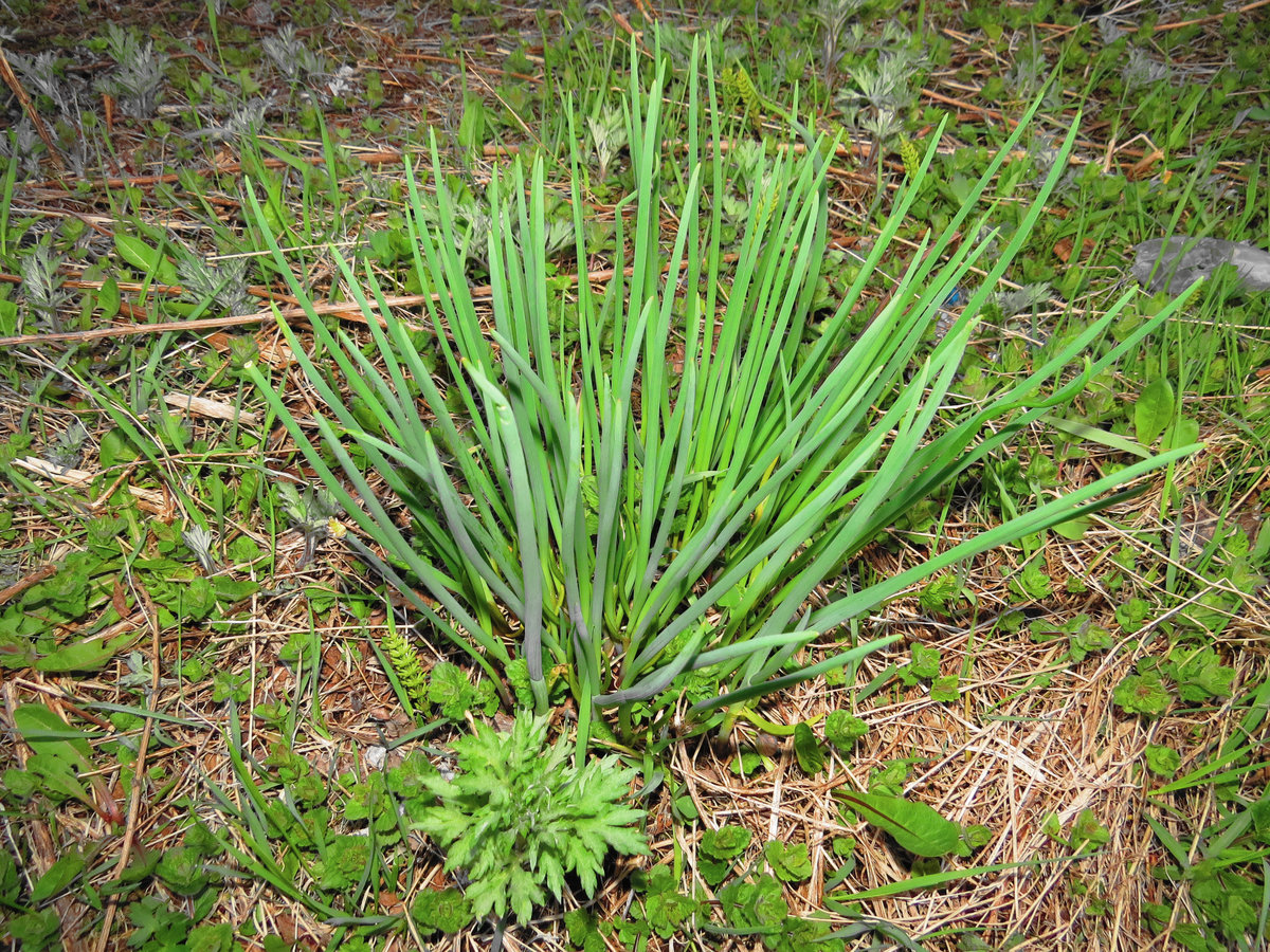 Image of Allium schoenoprasum specimen.