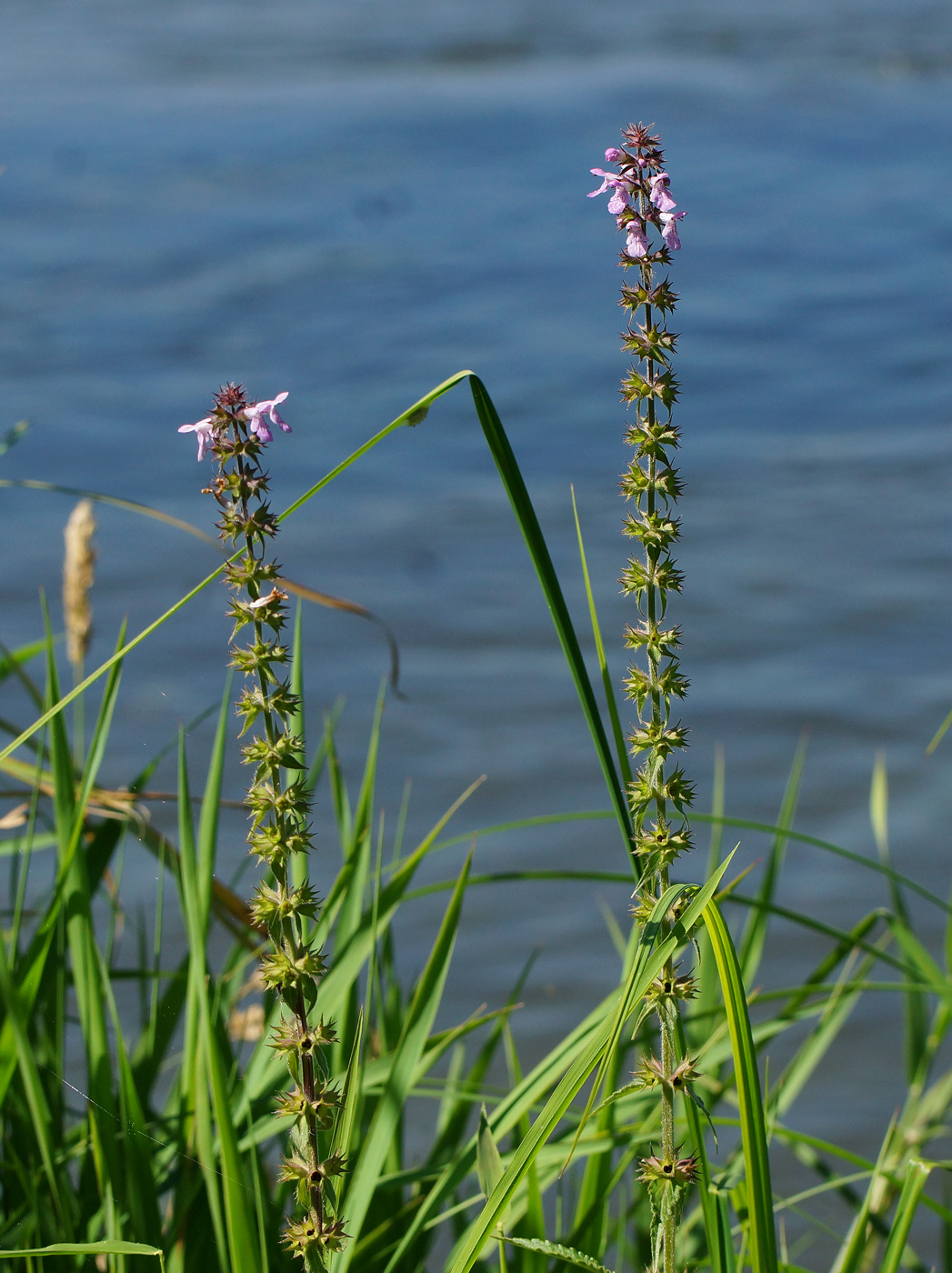 Изображение особи Stachys palustris.