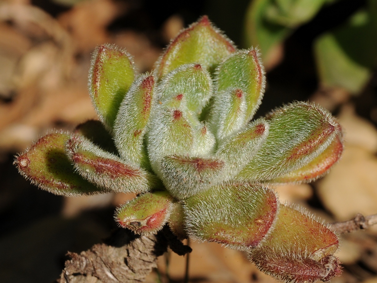 Изображение особи Echeveria setosa.