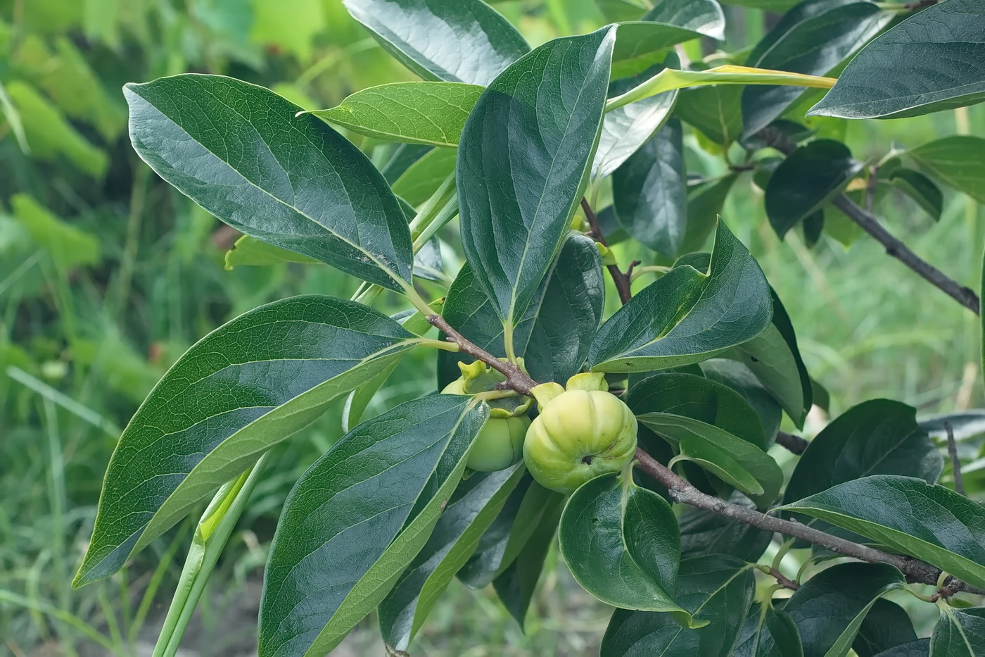 Image of Diospyros kaki specimen.