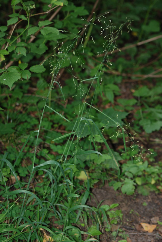 Image of Milium effusum specimen.