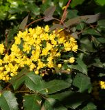 Mahonia aquifolium