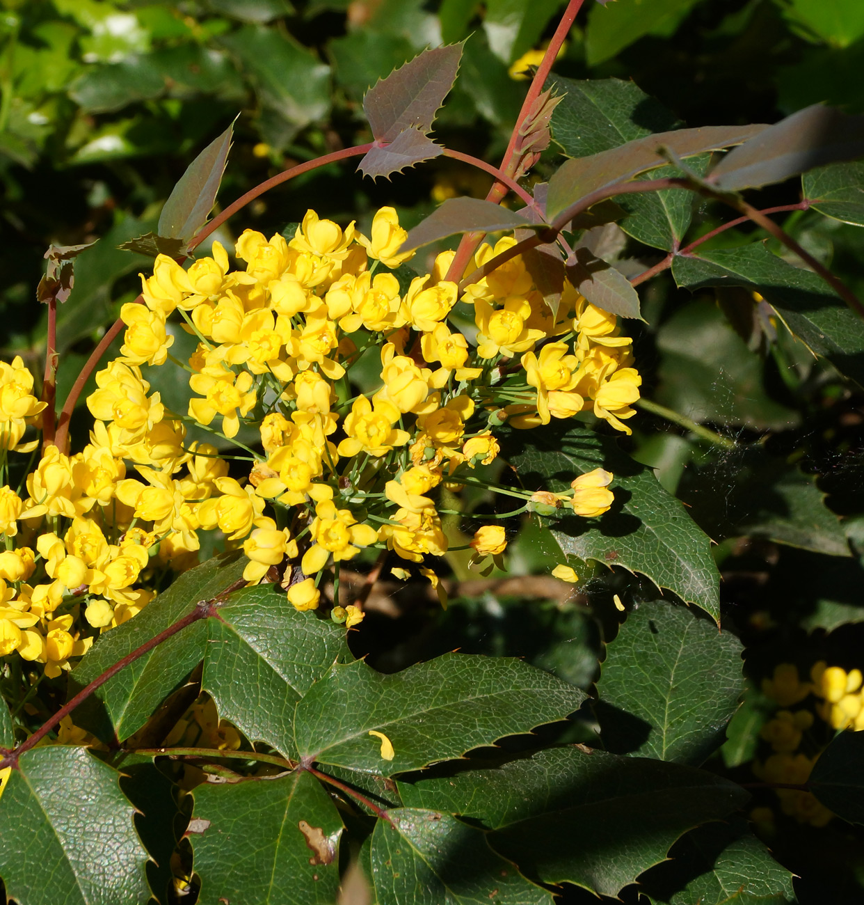 Image of Mahonia aquifolium specimen.