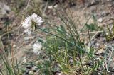 Allium glomeratum