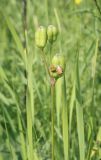 Iris sibirica. Соплодие с сидящими Pentatomoidea и верхушки листьев. Пермский край, г. Пермь, Кировский р-н, низина пойменного луга. 15.07.2017.