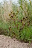 Bidens radiata