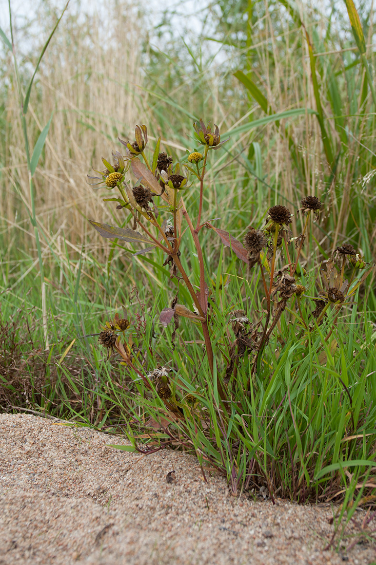 Изображение особи Bidens radiata.