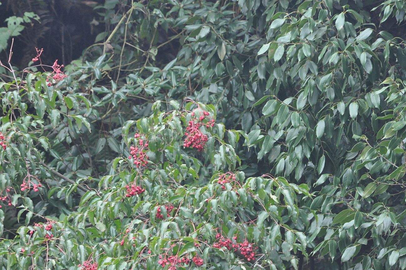 Image of Euscaphis japonica specimen.