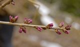 Daphne mezereum