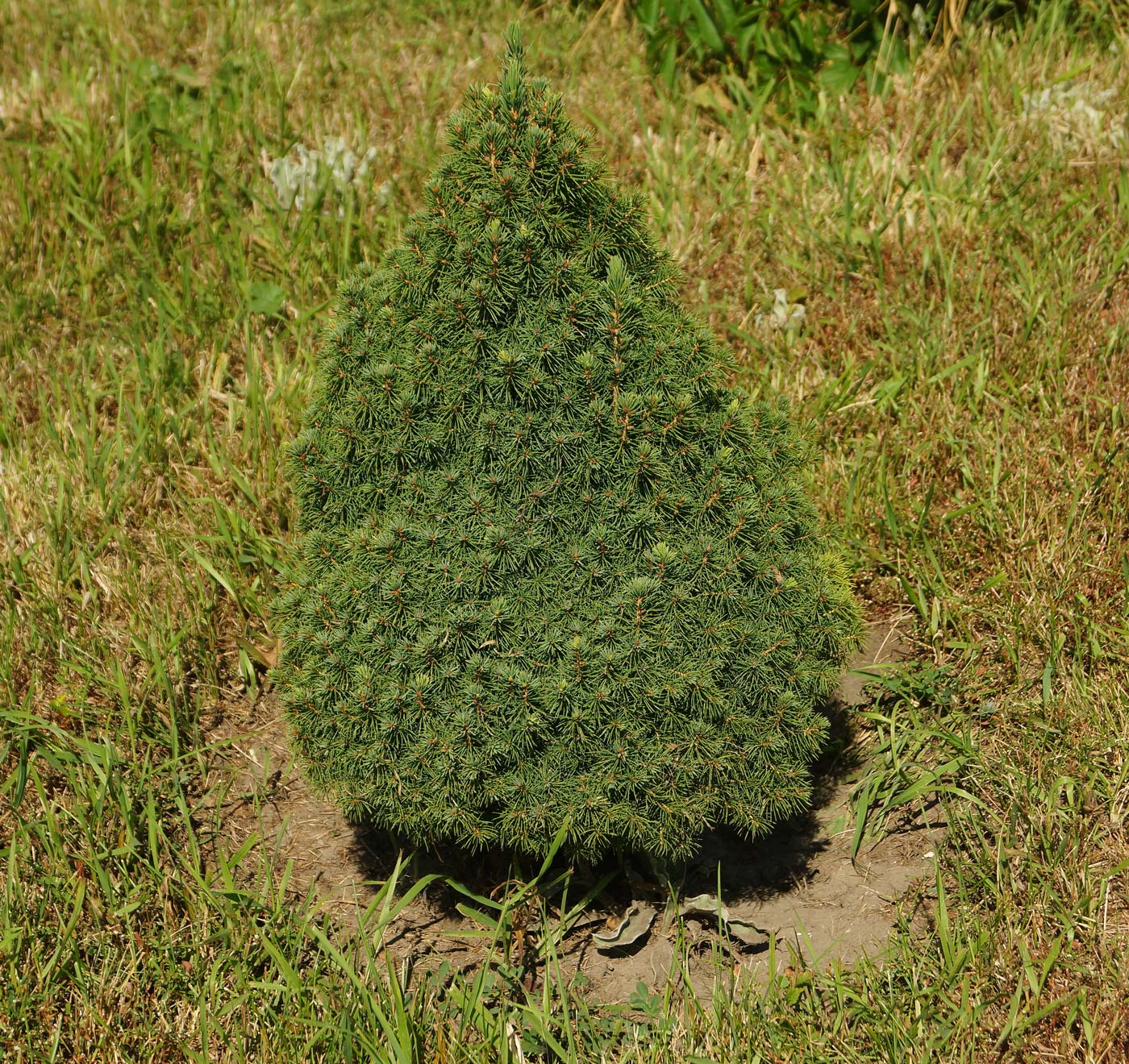 Изображение особи Picea glauca.