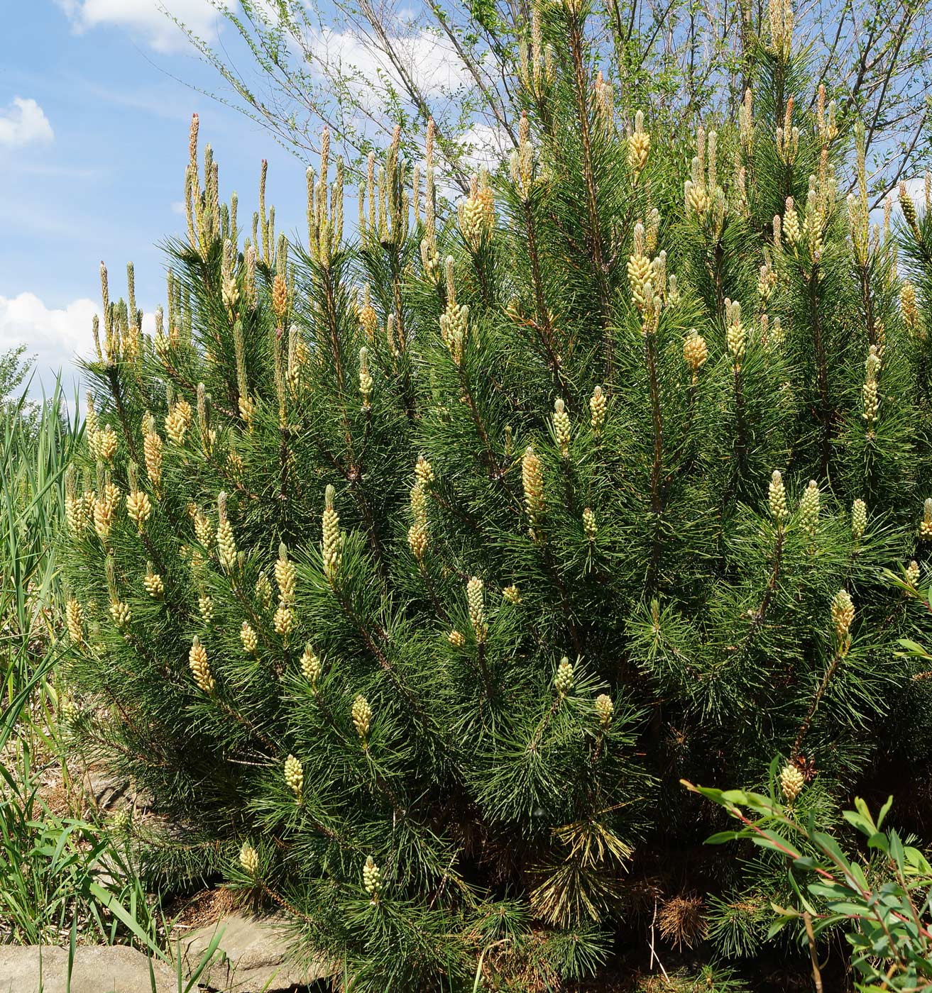 Image of Pinus mugo specimen.