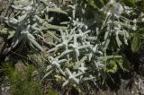 Cerastium biebersteinii