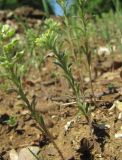 Alyssum alyssoides. Цветущее растение. Краснодарский край, Абинский р-н, юж. окр. ст. Холмская, опушка у лесной дороги. 24.04.2018.
