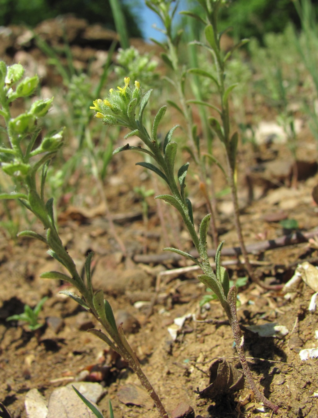 Изображение особи Alyssum alyssoides.