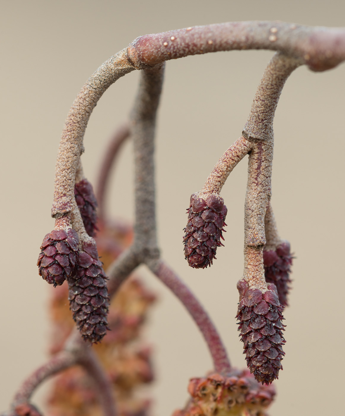 Изображение особи Alnus glutinosa.