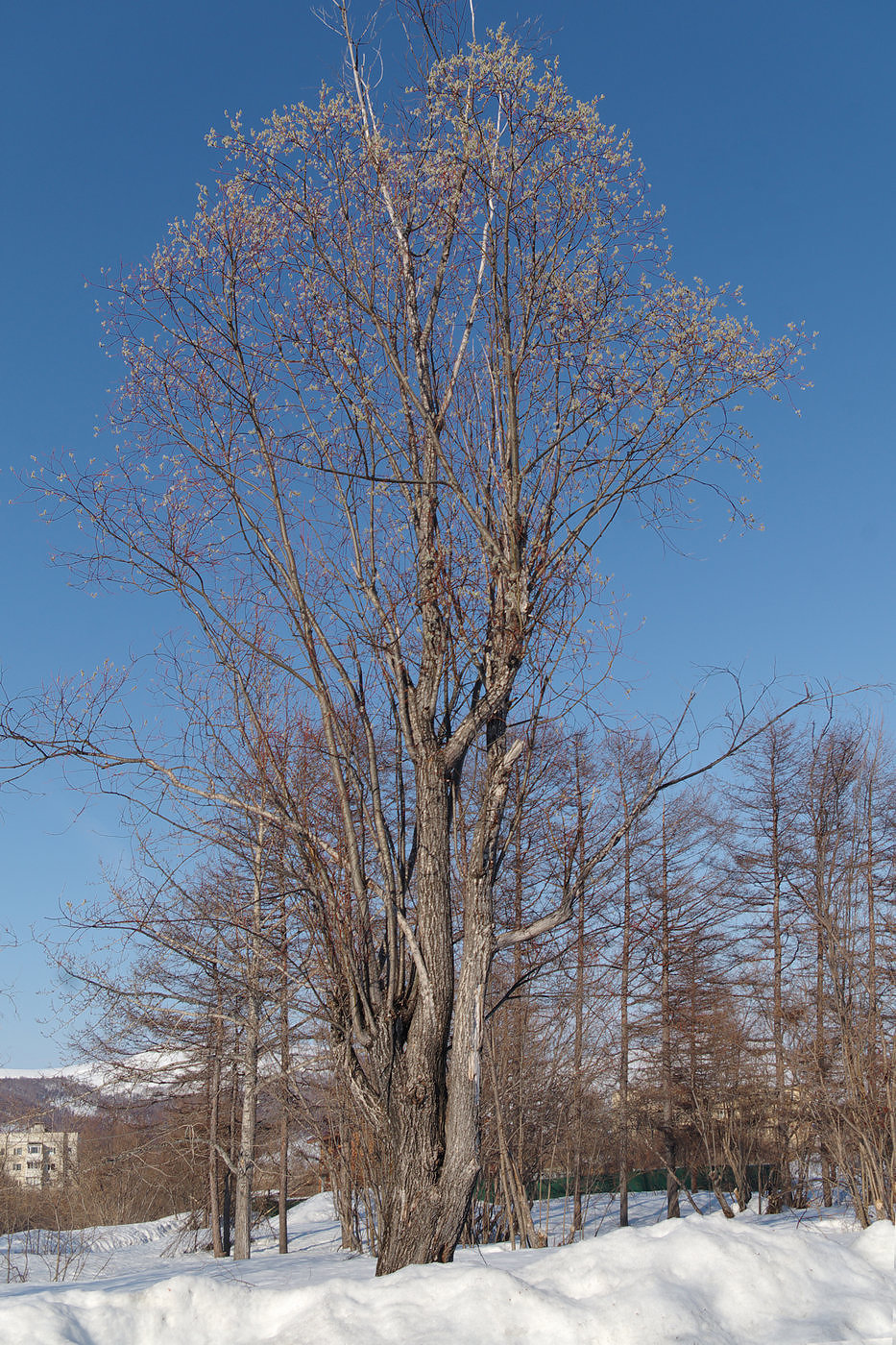 Image of Salix rorida specimen.