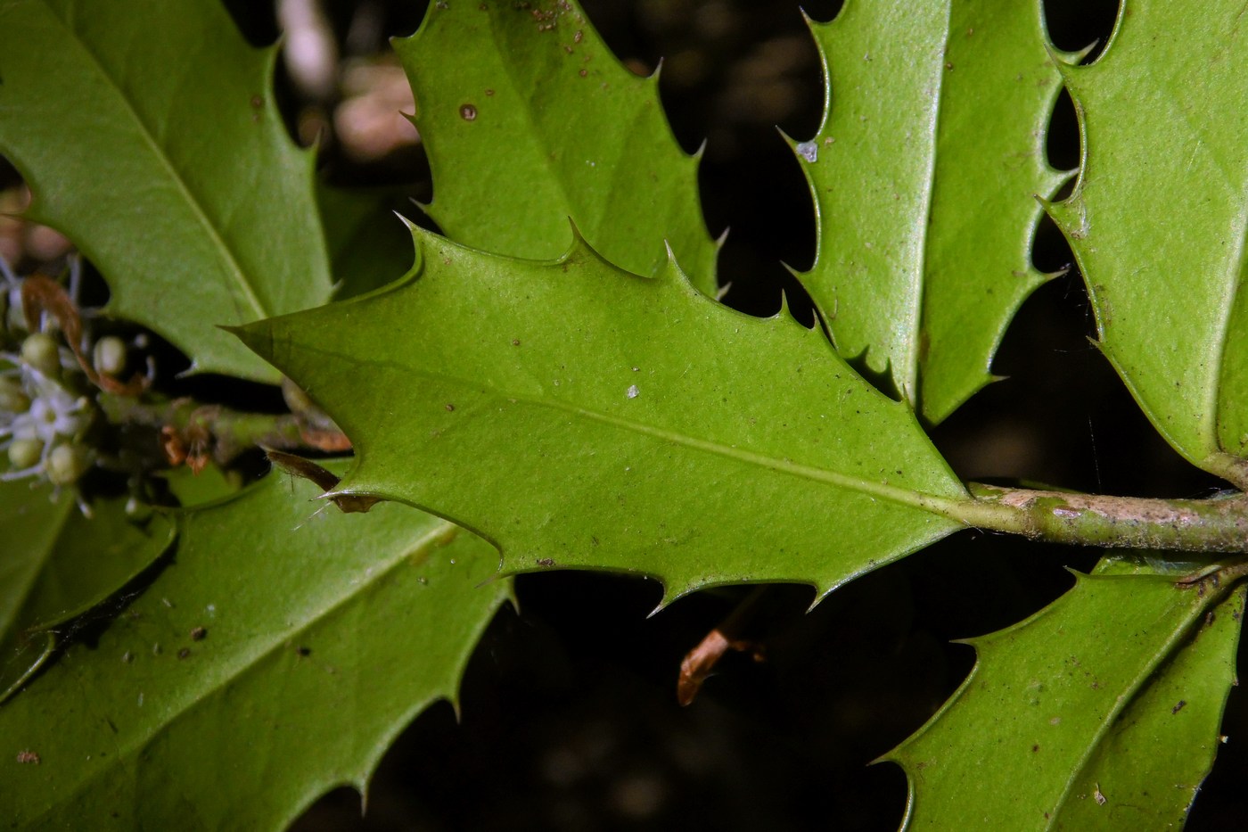 Image of Ilex colchica specimen.