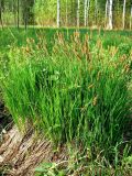 Carex cespitosa. Цветущее растение. Санкт-Петербург, Пушкинский р-н, г. Пушкин, Баболовский парк. 15.05.2018.