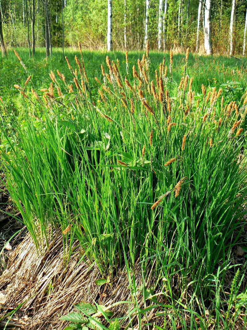 Image of Carex cespitosa specimen.