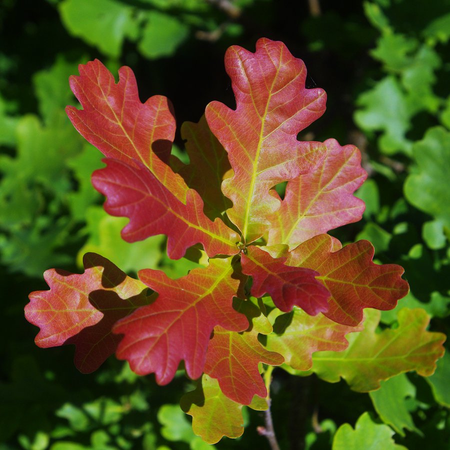 Изображение особи Quercus robur.