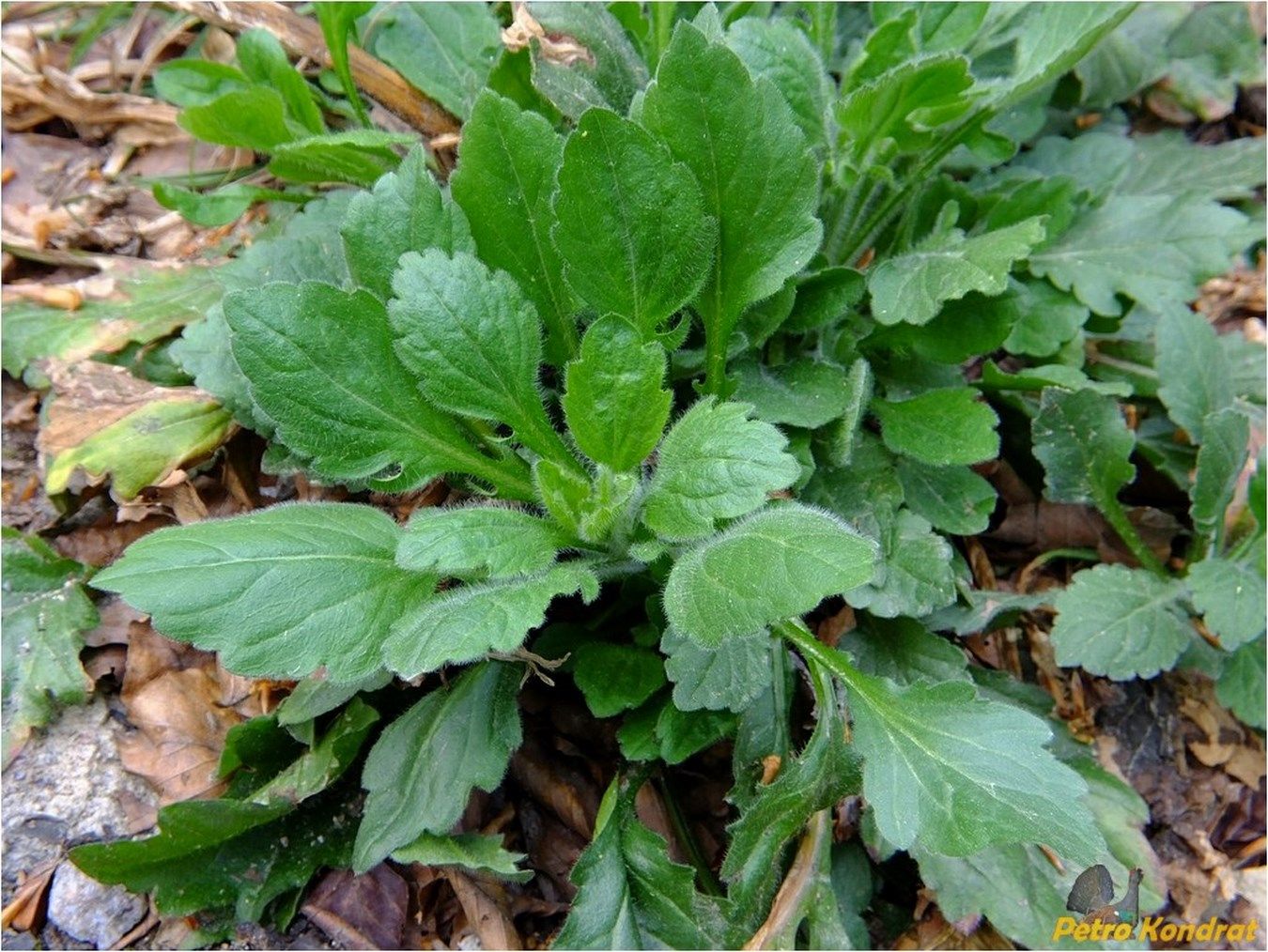 Image of Erigeron annuus specimen.