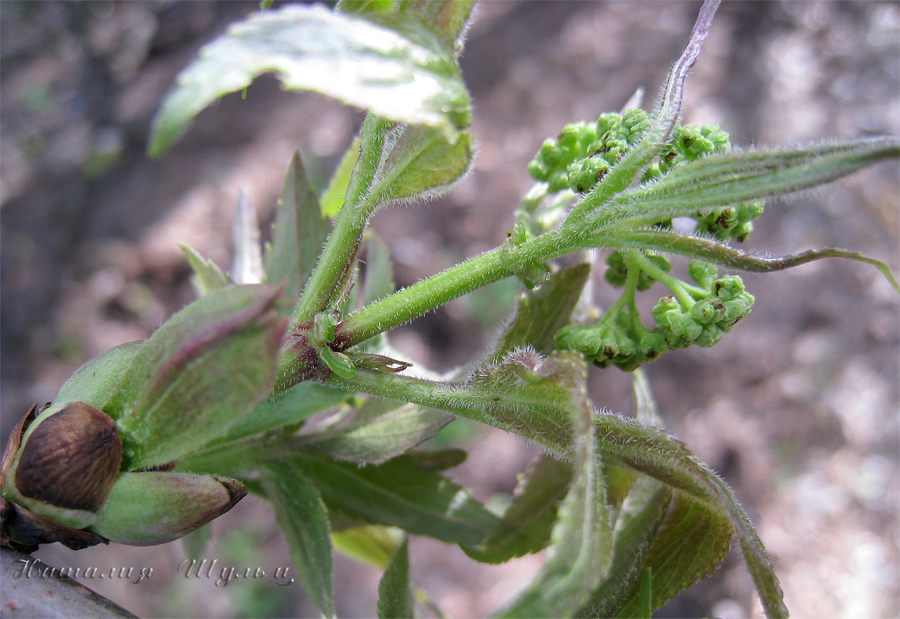 Изображение особи Sambucus sibirica.