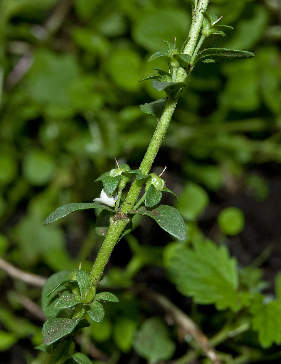 Изображение особи Veronica serpyllifolia.