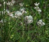 Antennaria dioica. Созревающие соплодия. Владимирская обл., Ковровский р-н, окр. дер. Митино, сосновый лес. 39.06.2018.