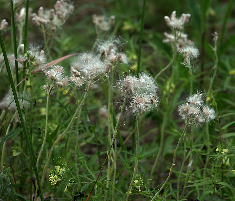 Изображение особи Antennaria dioica.