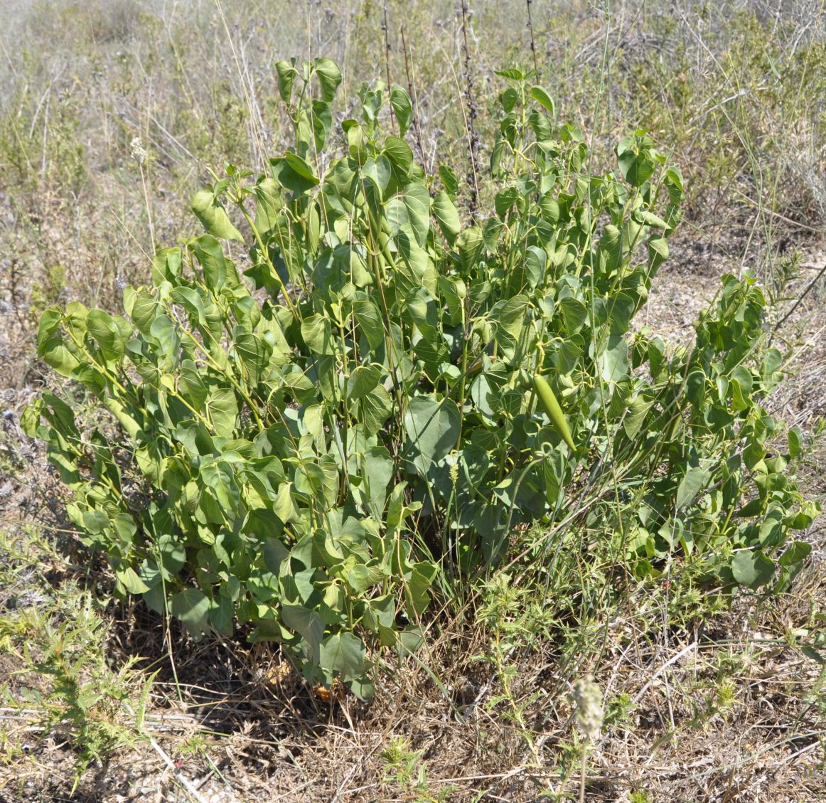 Image of Cionura erecta specimen.
