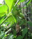 Atropa acuminata