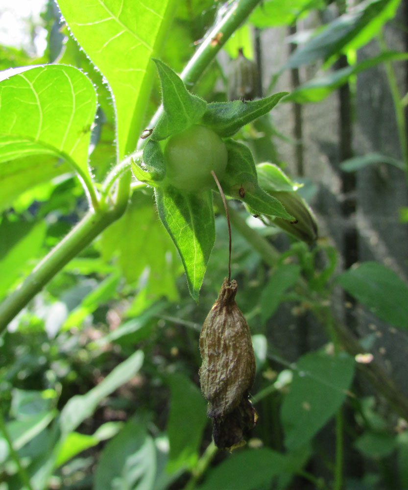 Изображение особи Atropa acuminata.