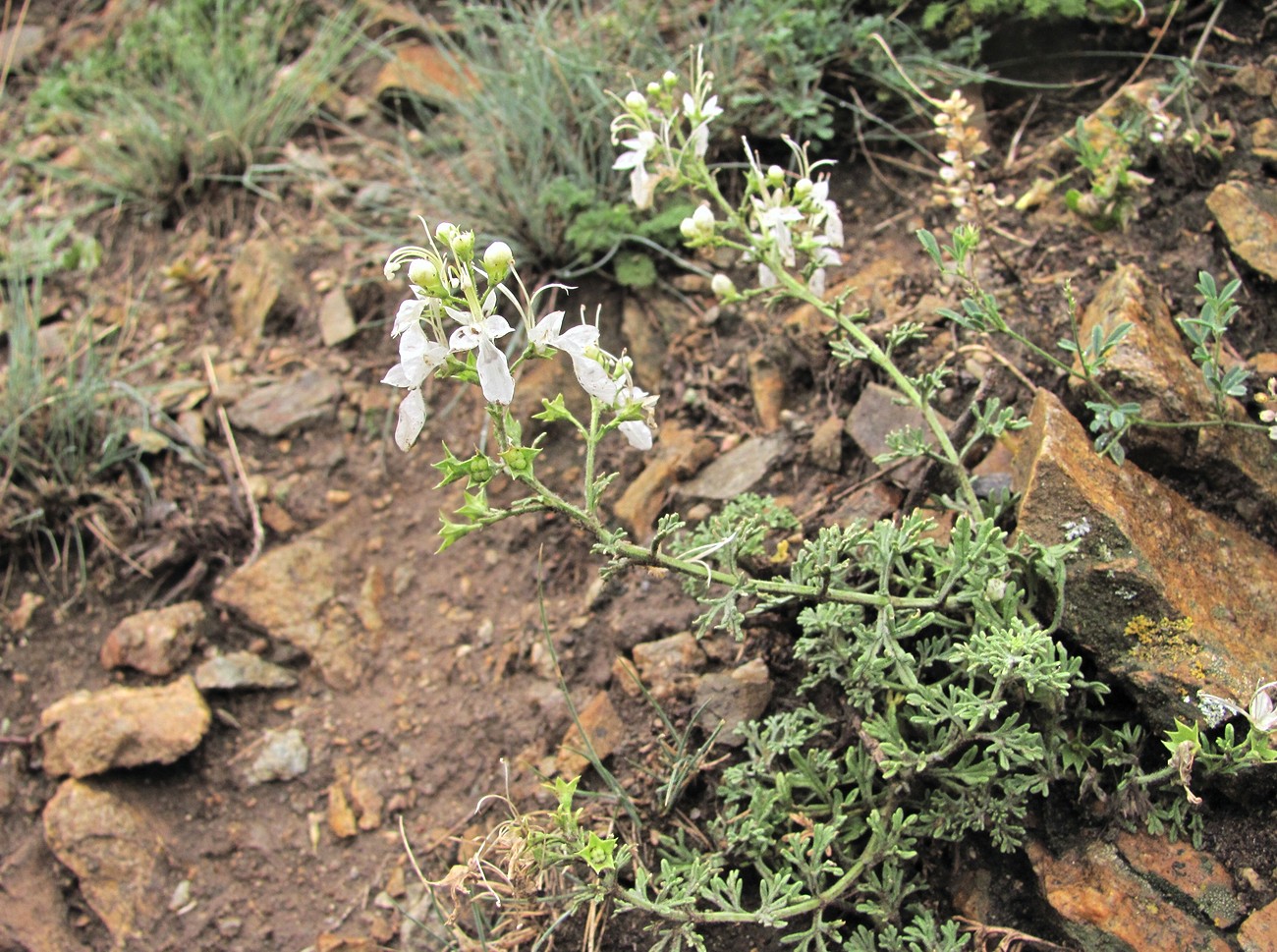 Image of Teucrium orientale specimen.