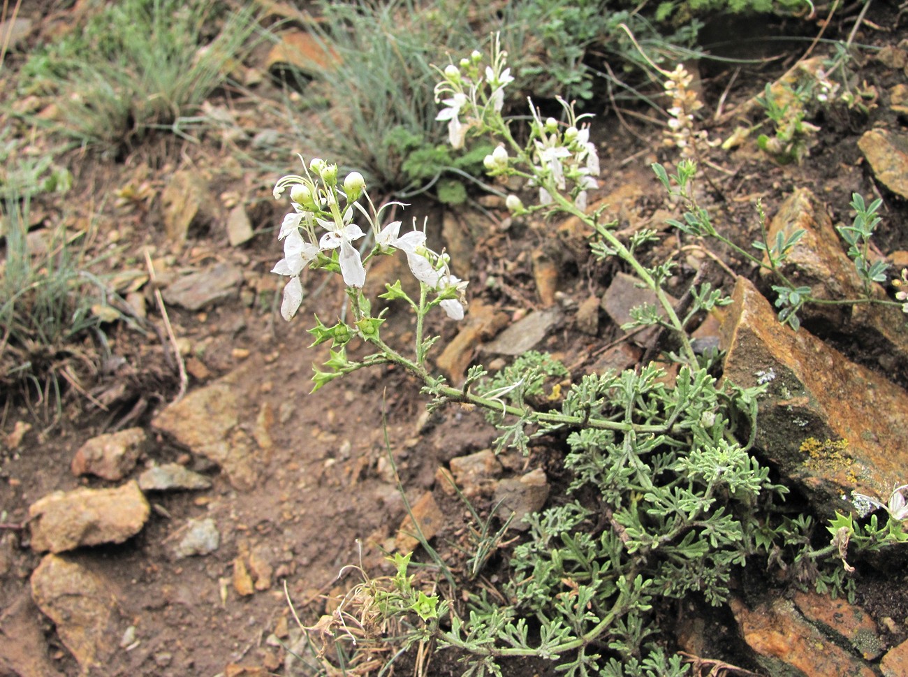 Изображение особи Teucrium orientale.