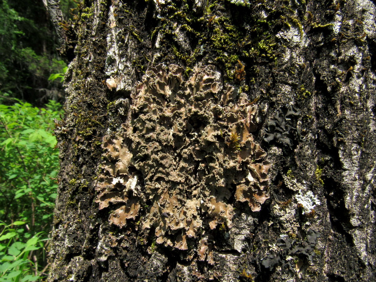 Image of Peltigera collina specimen.