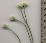 Tanacetum uralense