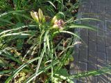 Hemerocallis &times; hybrida