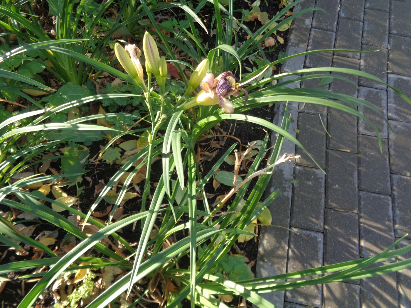 Image of Hemerocallis × hybrida specimen.