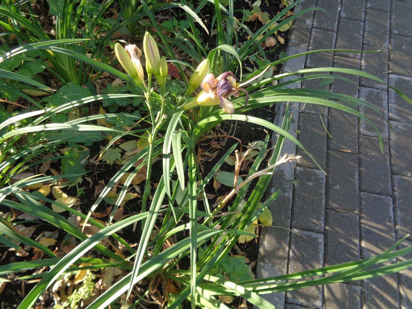 Image of Hemerocallis &times; hybrida specimen.